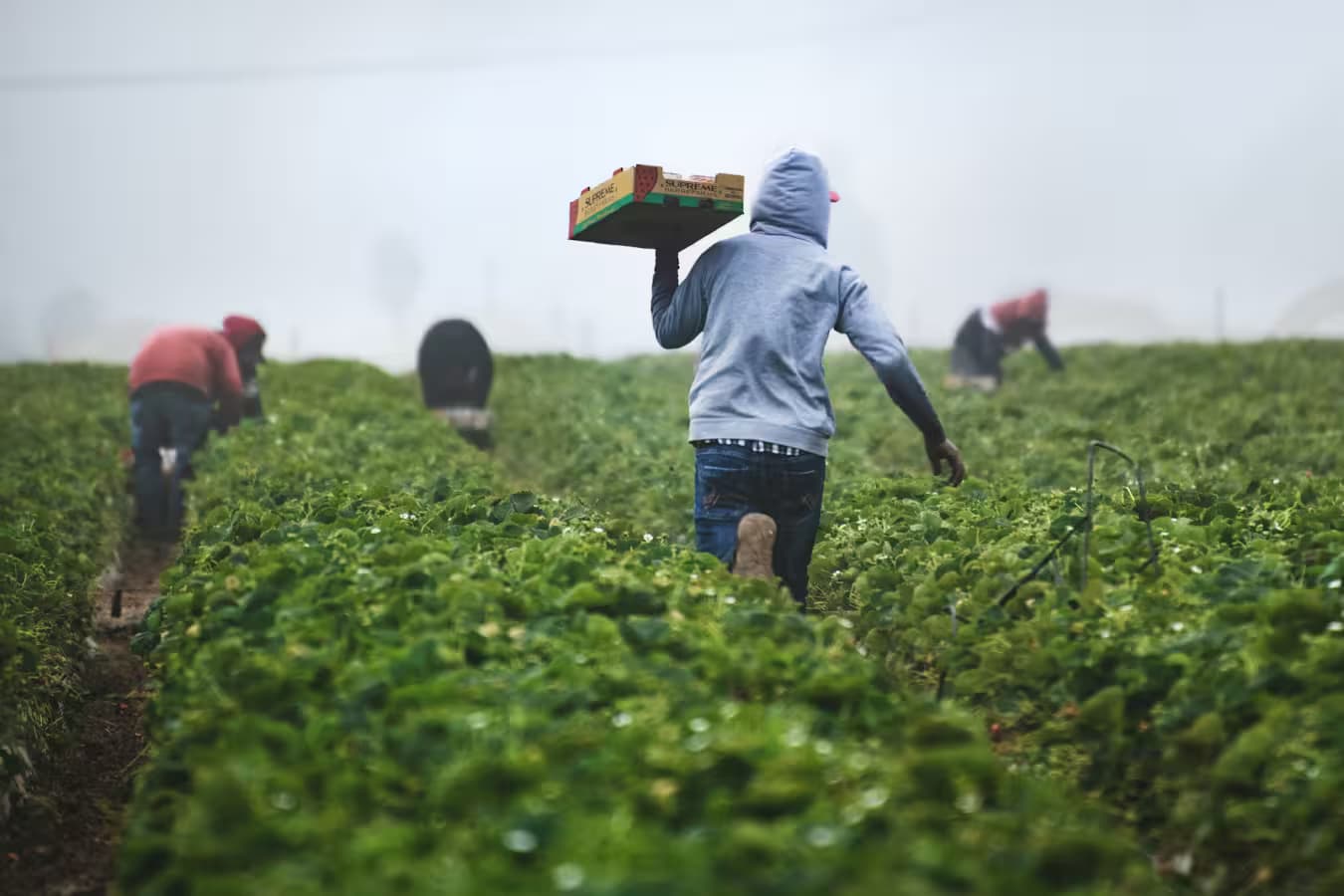 Farmers working in field